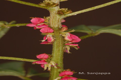 Indigofera glandulosa